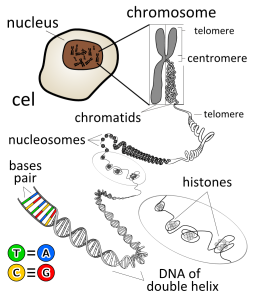 DNA w komórce ciała